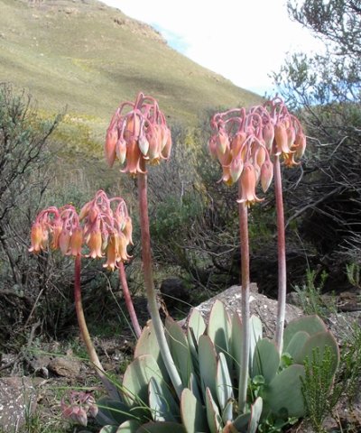 Cotyledon orbiculata var. oblonga